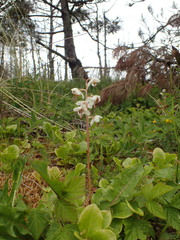 Pyrola rotundifolia maritima
