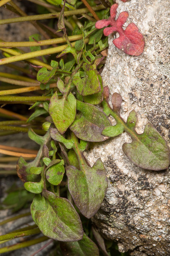 Hypochaeris robertia, photograph 6
