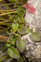 Hypochaeris robertia