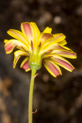 Hypochaeris robertia