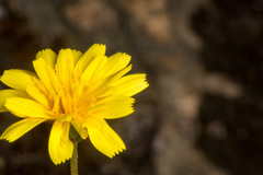 Hypochaeris robertia
