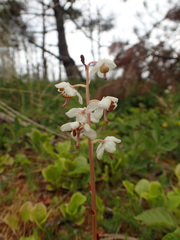 Pyrola rotundifolia maritima