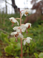 Pyrola rotundifolia maritima
