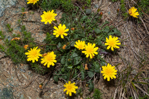 Hypochaeris robertia, photograph 5