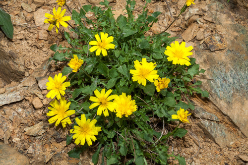 Hypochaeris robertia, photograph 4
