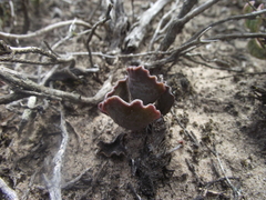 Adromischus cristatus