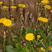 Crepis bellidifolia - Photo (c) Drepanostoma, some rights reserved (CC BY-NC), uploaded by Drepanostoma