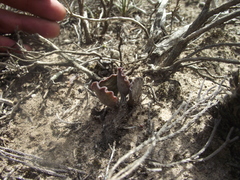 Adromischus cristatus