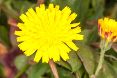 Crepis bellidifolia