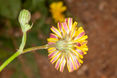 Crepis bellidifolia