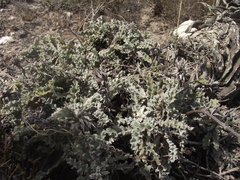 Berkheya heterophylla heterophylla