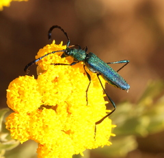 Hypocrites scabriusculus