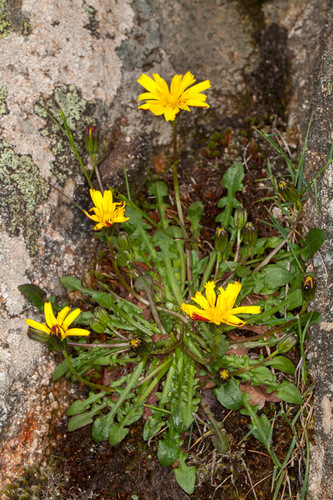 Hypochaeris robertia, photograph 2
