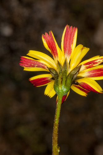 Hypochaeris robertia, photograph 1