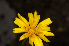 Hypochaeris robertia