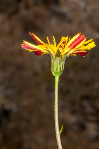 Hypochaeris robertia, photograph 3