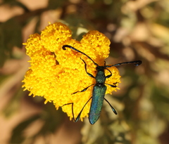 Hypocrites scabriusculus