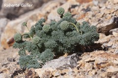 Callianthemoides semiverticillata