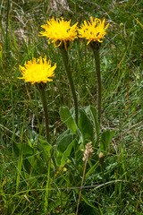 Hypochaeris uniflora