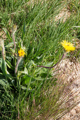 Hypochaeris uniflora