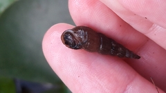 Melanoides tuberculata