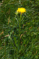 Hypochaeris uniflora