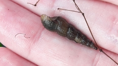 Melanoides tuberculata