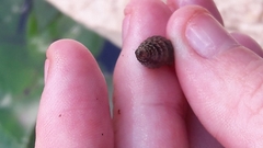 Melanoides tuberculata