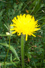 Hypochaeris uniflora