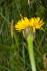 Hypochaeris uniflora