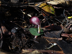 Corybas aconitiflorus