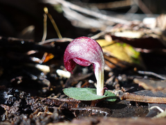 Corybas aconitiflorus
