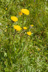 Hypochaeris uniflora