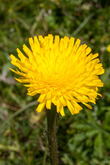 Hypochaeris uniflora