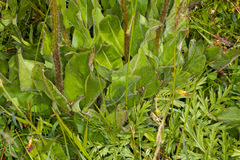 Hypochaeris uniflora