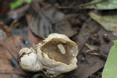 Protubera sabulonensis