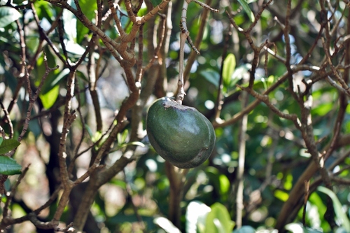 Soccerball fruit (Tabernaemontana stapfiana)