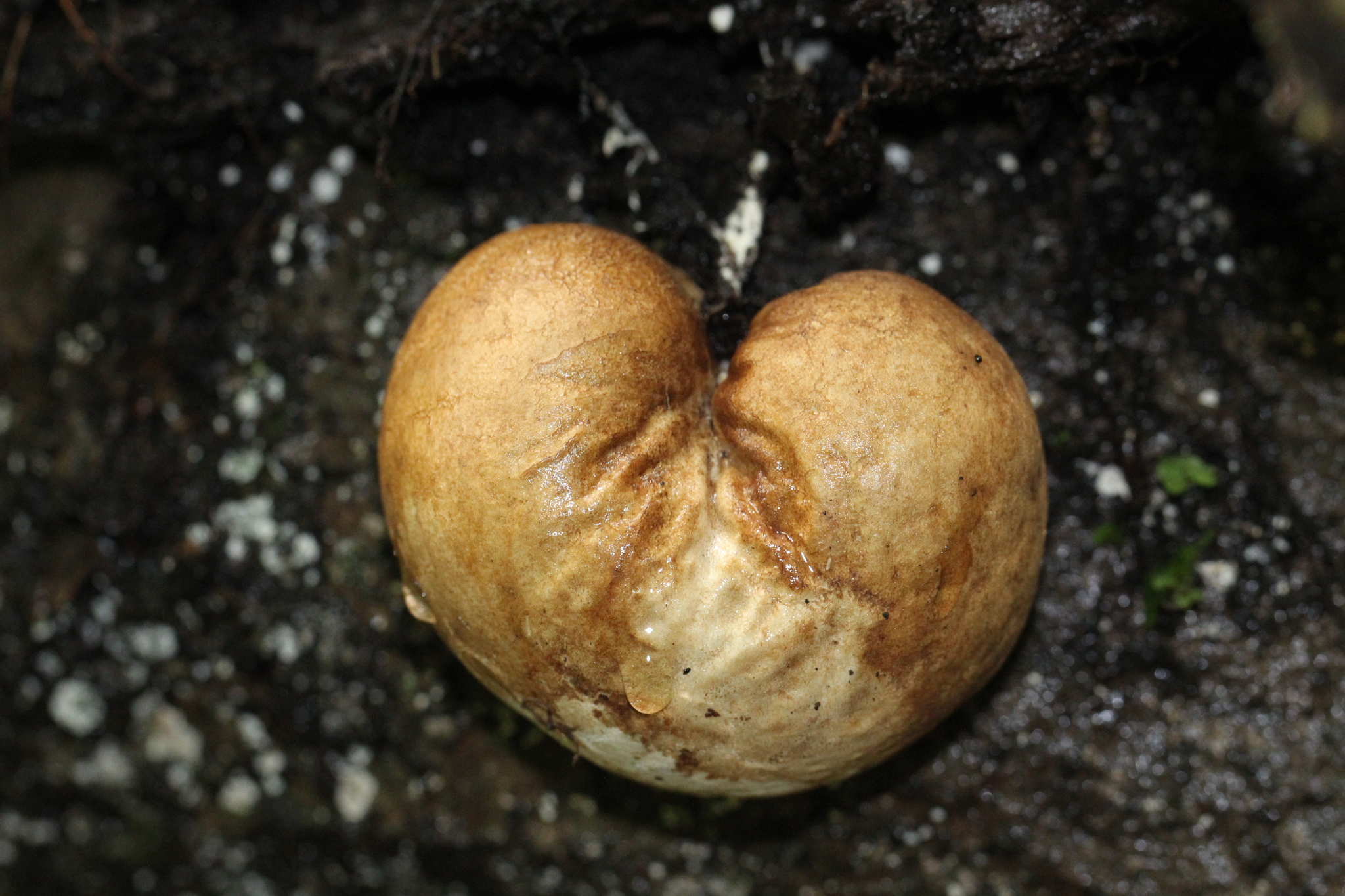 Protubera sabulonensis image