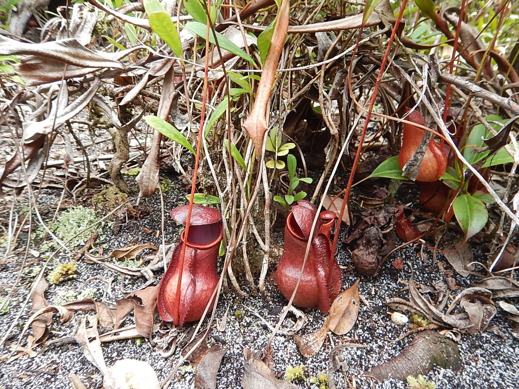 Nepenthes masoalensis R.Schmid