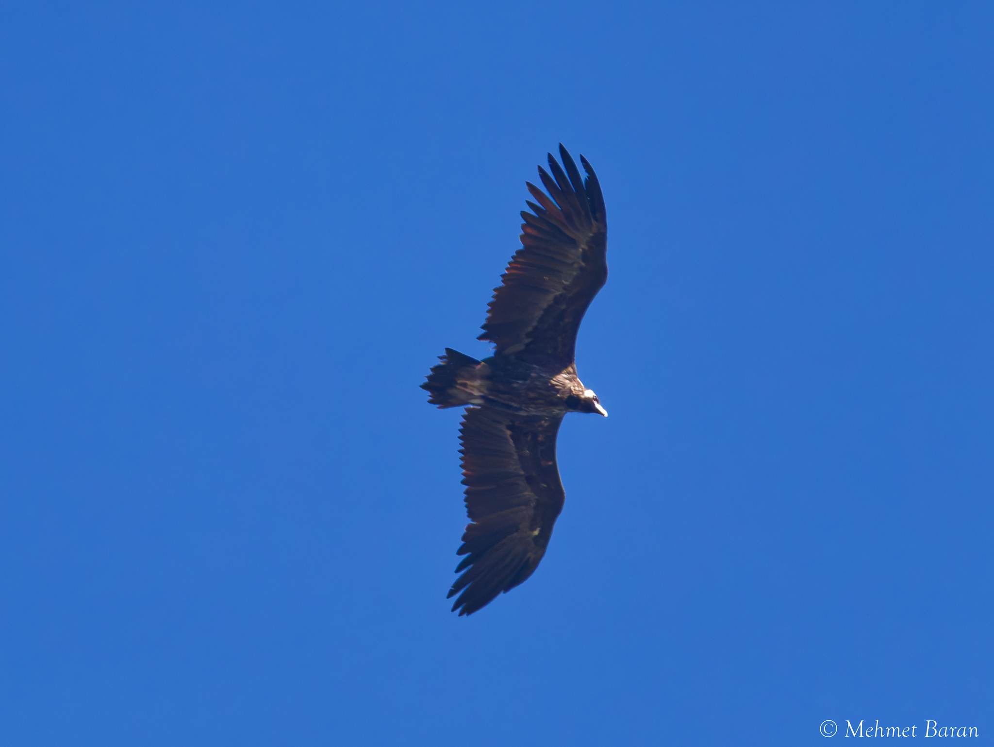 Cinereous Vulture