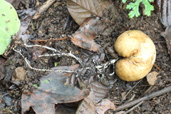 Protubera sabulonensis