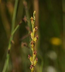 Microtis orbicularis