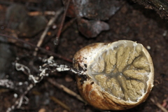 Protubera sabulonensis