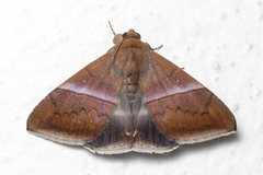 Parallelia calefaciens