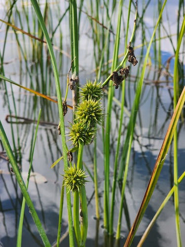 Branched Bur-reed (Sparganium androcladum)