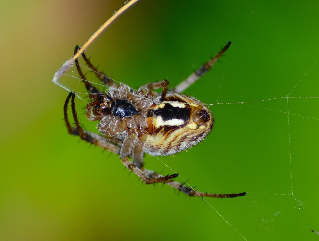 Neoscona byzanthina