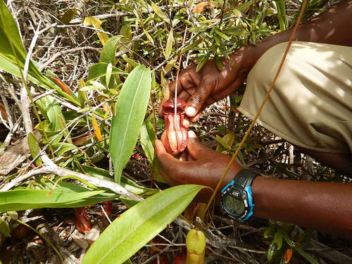 Nepenthes masoalensis image