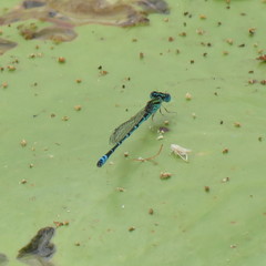 Austroagrion exclamationis