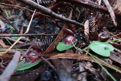 Corybas fimbriatus