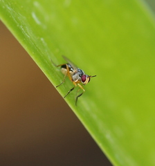 Anaphalantus longicornis